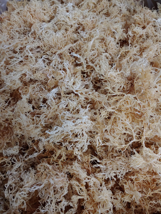 100% Wildcrafted Jamaican Sea Moss
